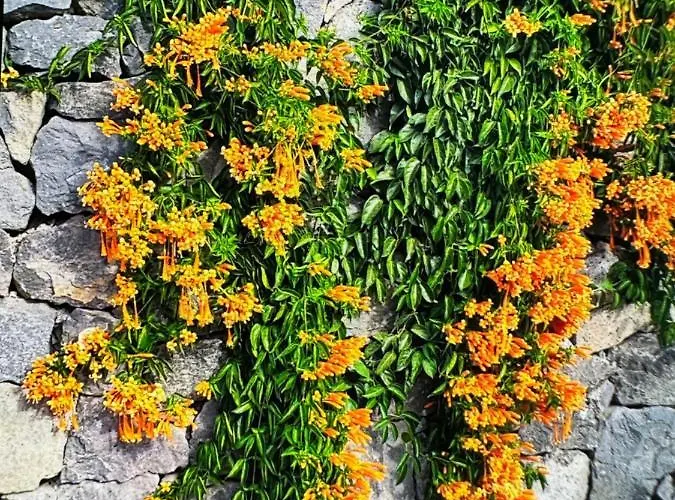 Splendid Star Tenerife Jacuzzi Pool Βίλα