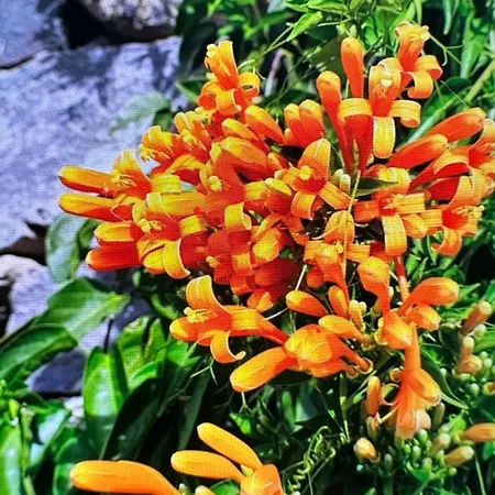 Splendid Star Tenerife Jacuzzi Pool 산미겔데아보나