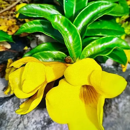 Splendid Star Tenerife Jacuzzi Pool