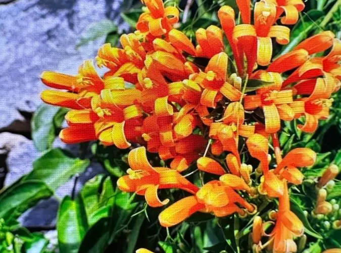 Splendid Star Tenerife Jacuzzi Pool סן מיגל דה אבונה