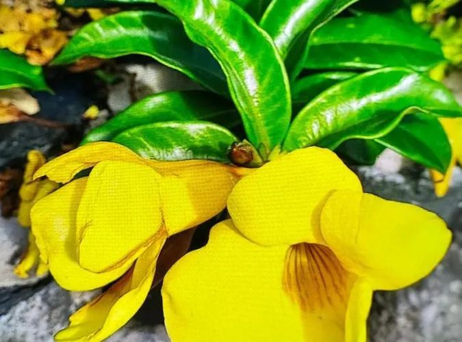 Splendid Star Tenerife Jacuzzi Pool